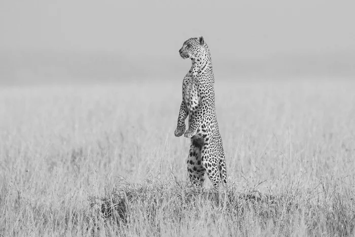 Where did he go? - Leopard, Big cats, Cat family, Predatory animals, Wild animals, wildlife, National park, Serengeti, Africa, The photo, Black and white photo