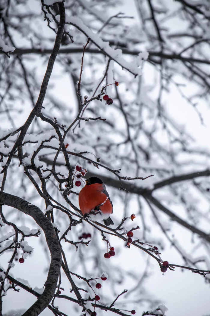 Bullfinches - My, Bullfinches, Winter, Birds, Longpost