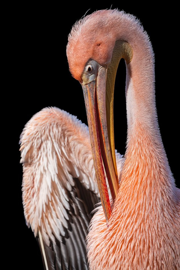 A chick of a pink pelican hatched in the Moscow Zoo - Pelican, Pink, Chick, Hatching, Moscow Zoo, Birds, Milota, The national geographic, Positive, Zoology, Video, Longpost