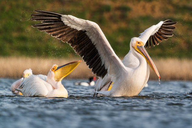 A chick of a pink pelican hatched in the Moscow Zoo - Pelican, Pink, Chick, Hatching, Moscow Zoo, Birds, Milota, The national geographic, Positive, Zoology, Video, Longpost