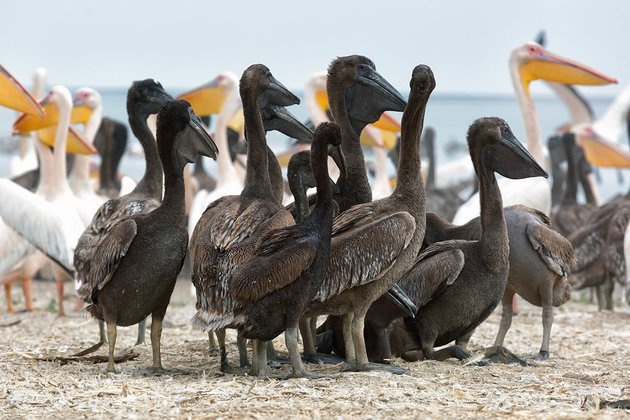 A chick of a pink pelican hatched in the Moscow Zoo - Pelican, Pink, Chick, Hatching, Moscow Zoo, Birds, Milota, The national geographic, Positive, Zoology, Video, Longpost