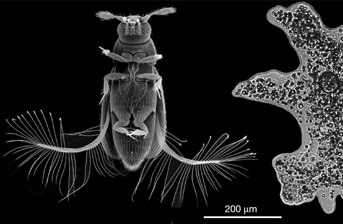Жук-перокрылка и амёба, снятые в одном масштабе Биология, Микроскопия, Жуки, Амеба, Размер, Сравнение