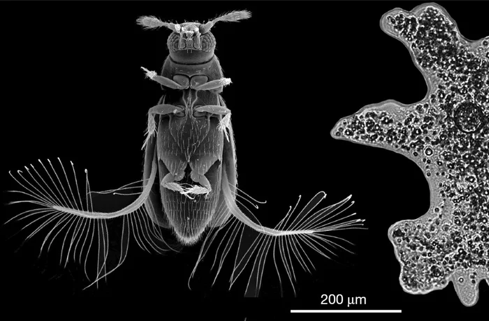 Жук-перокрылка и амёба, снятые в одном масштабе - Биология, Микроскопия, Жуки, Амеба, Размер, Сравнение