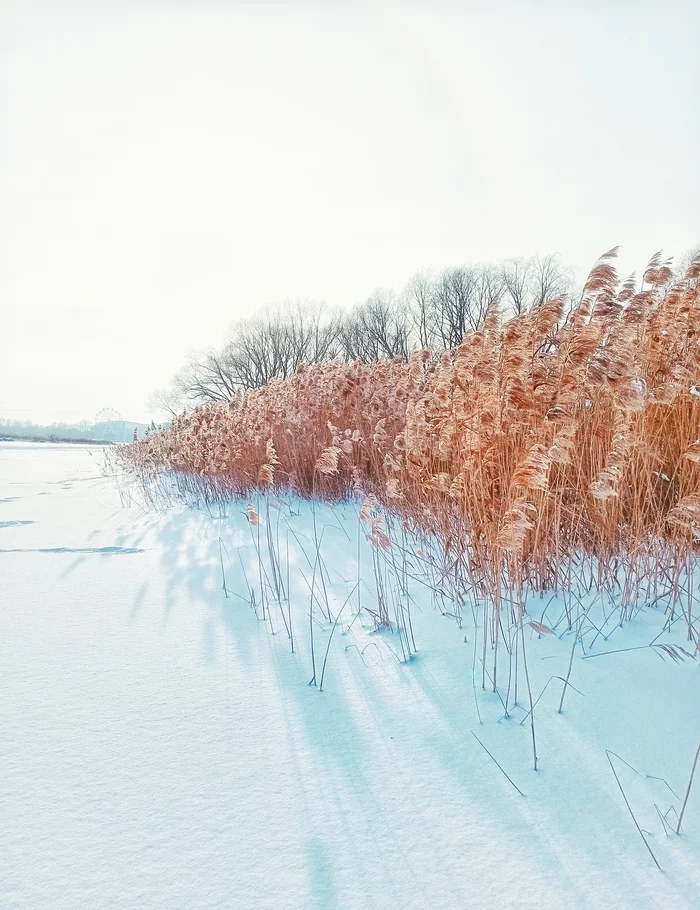 Red on white - My, Mobile photography, On ice, Reeds