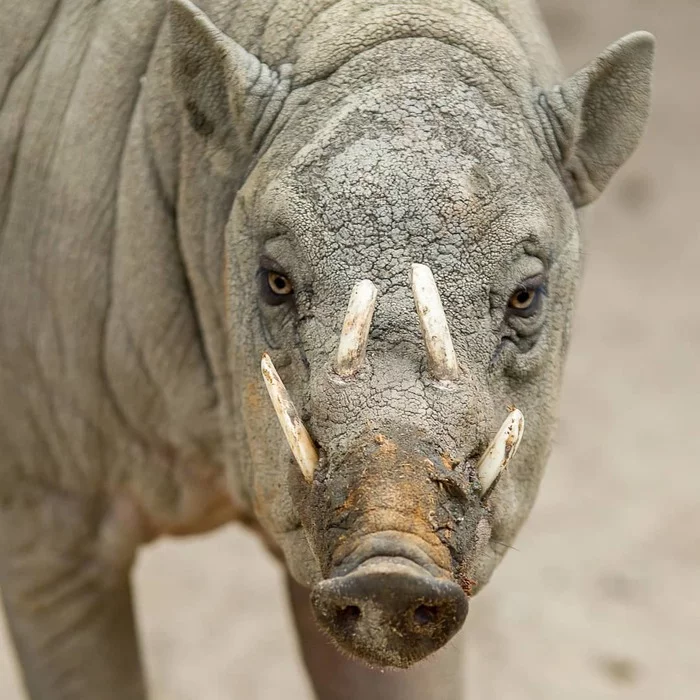 Babirussa - Babirussa, Artiodactyls, Wild animals, The photo, Rare view