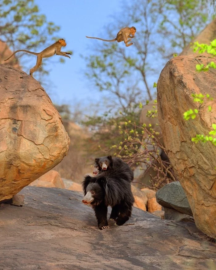 Baloo with cub and banderlogs - The Bears, Primates, Young, Predatory animals, Wild animals, wildlife, India, The photo