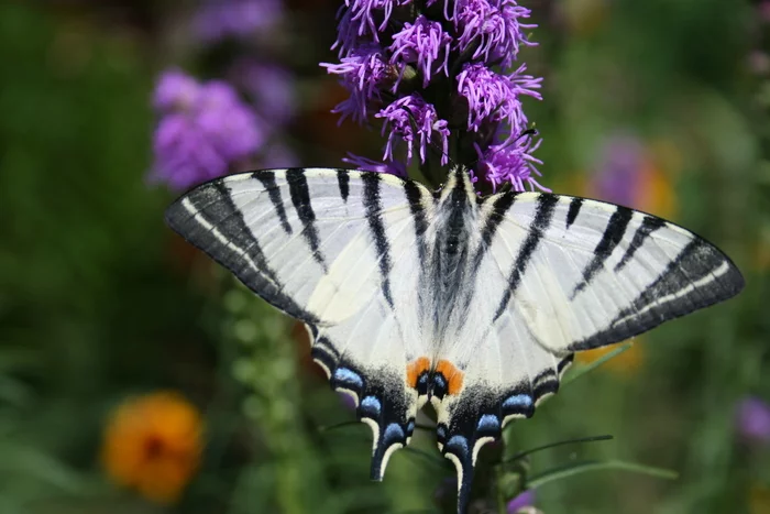 Podalirius - My, The photo, Flowers, Nature, Butterfly, Summer