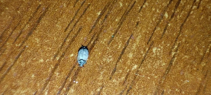 That's the kind of bug I found on my desk! - My, Жуки, Who is this?, Arthropods