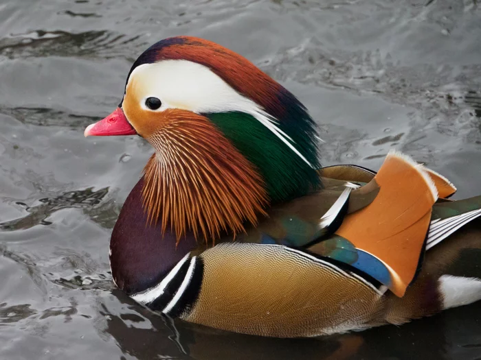 Mandarin ducks on the Yauza - My, The photo, Birds, beauty of nature, Duck, Tangerines, Longpost, Mandarin duck