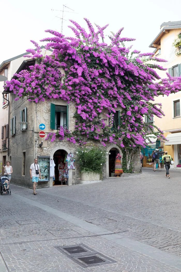 Sirmione, Lake Garda.  Purple bougainvillea flowers in an old townhouse - Images, The photo, Bougainvillea, Flowers