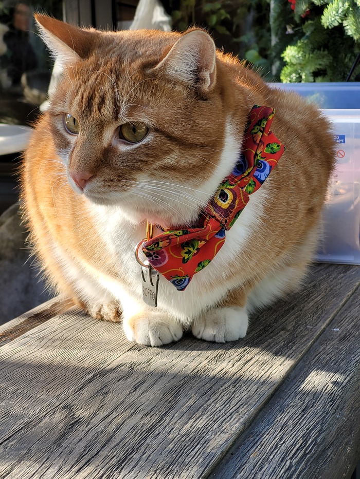 ����� �������