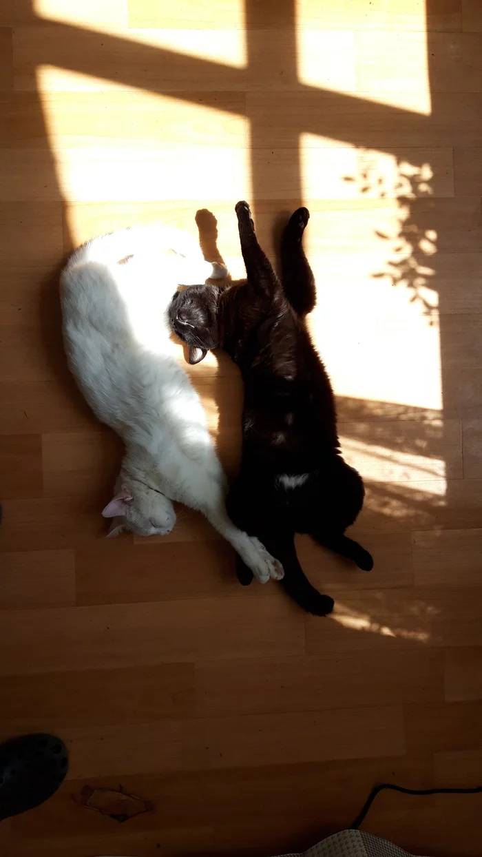 Oscotive - My, cat, Black cat, Black Cat White Cat, Longpost