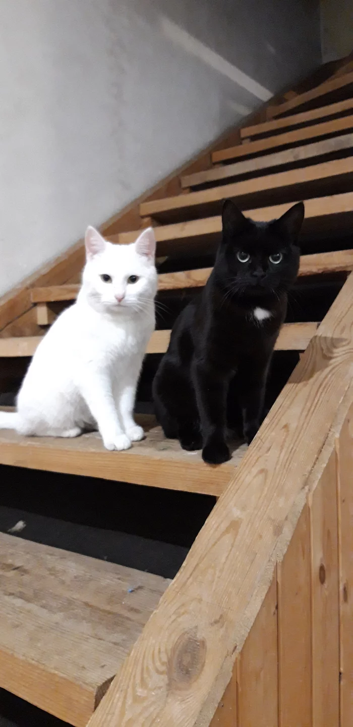 Ускотоительное - Моё, Кот, Черный кот, Черная кошка белый кот, Длиннопост