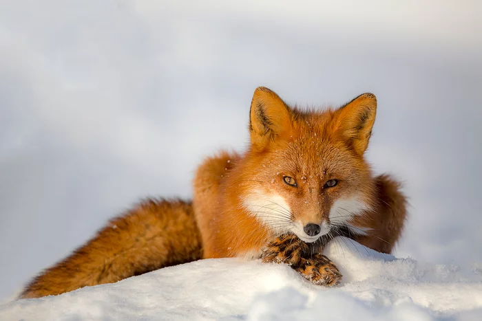 Boss - My, Nature, Travels, Kamchatka, Photo tour, Fox, Animals