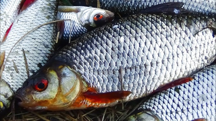 ������� ������� �� �������� ��� ������ ���� � ����� ������