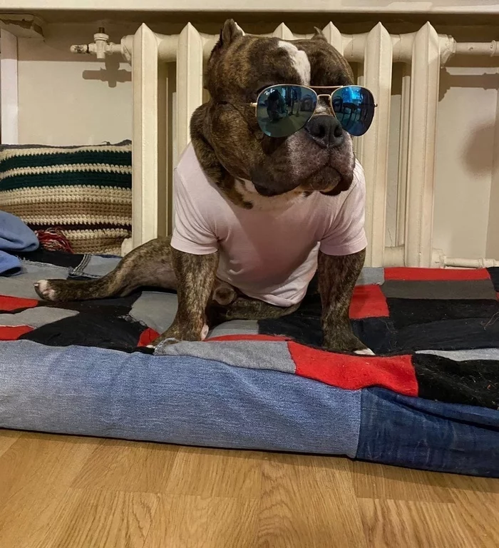 Guy on style - My, Images, Milota, American Bully, Dog, Photogenic