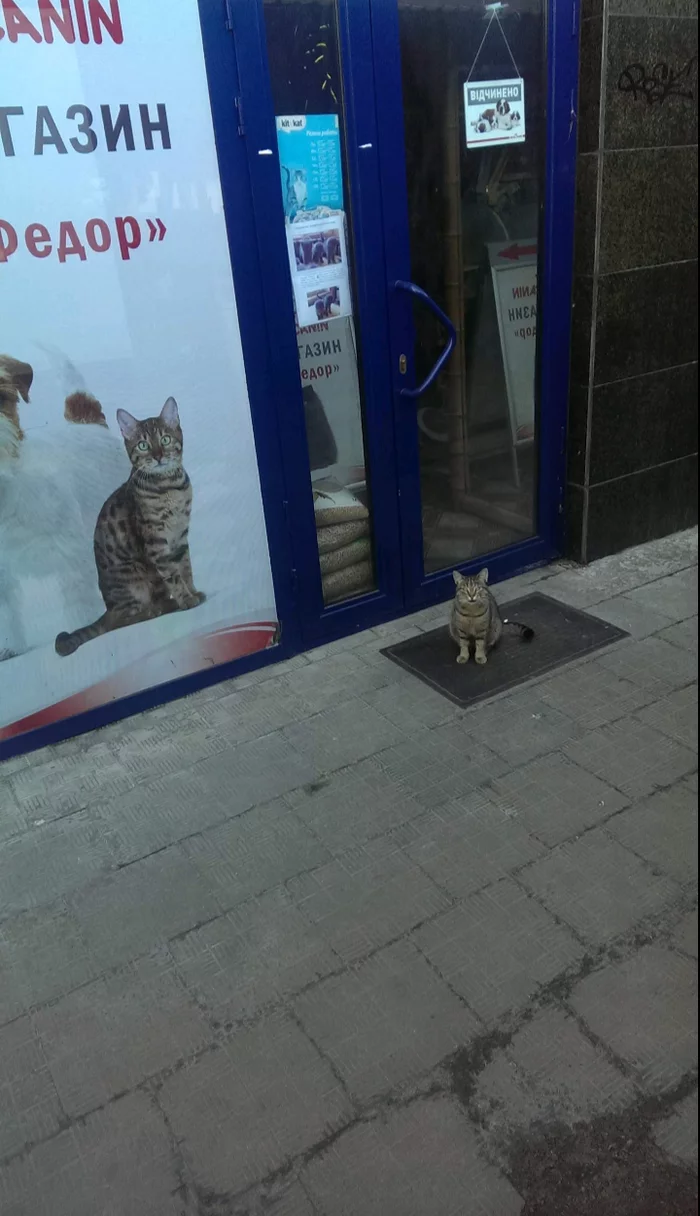 Did the matrix fail, or does the cat have its own store? - My, cat, Matrix, Score, Advertising, Matrix failure