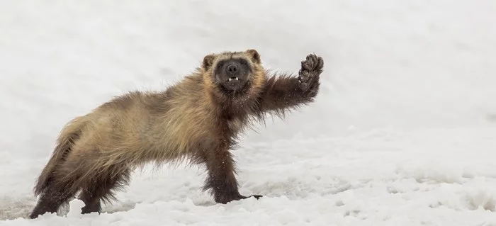 Hey Ya! - Mammals, Winter, Snow, The photo, Wolverines, Cunyi