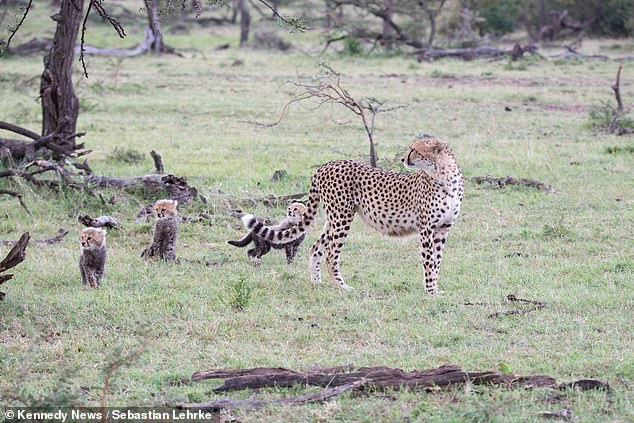 The best defense is offense - Cheetah, zebra, Funny animals, Wild animals, wildlife, Africa, Kenya, Reserves and sanctuaries, Small cats, Cat family, Predatory animals, Longpost, Maternal instinct