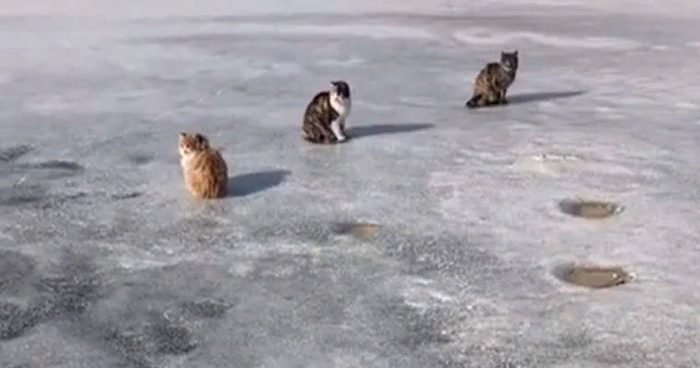A gang of seaside cats came out on the ice of the lake in anticipation of the fish - cat, Ice, Gang, Winter, Fishermen, Primorsky Krai, Video