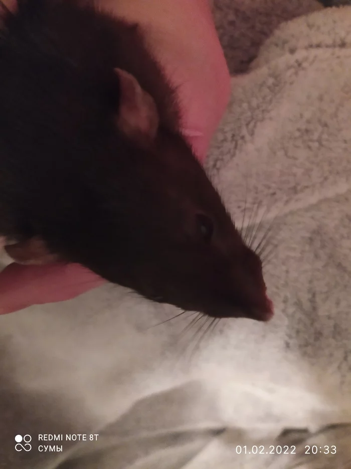 Rat bites [2] - My, Rat, Rat dumbo, Care and maintenance, Longpost