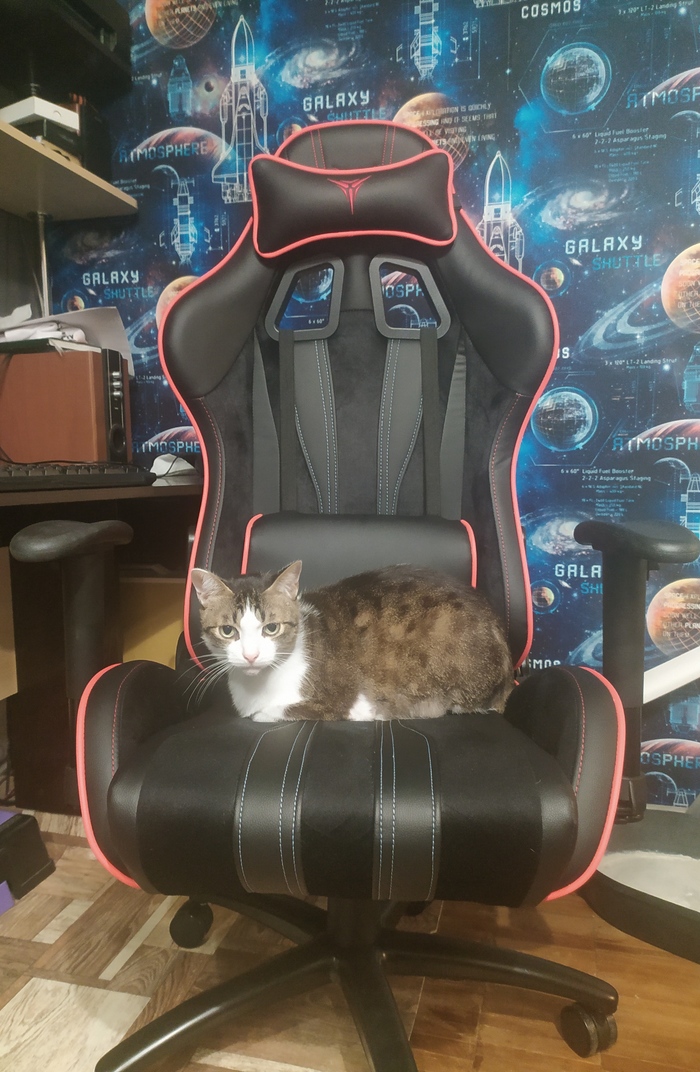 Новое кресло кота