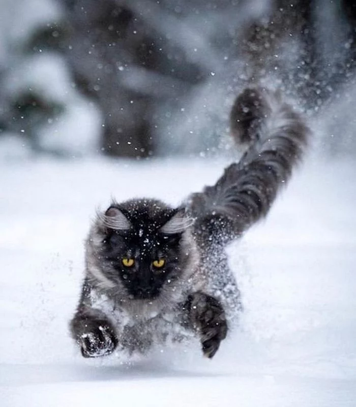 Snow is not a hindrance... - cat, Grey, Run, Snow, Winter, Pets
