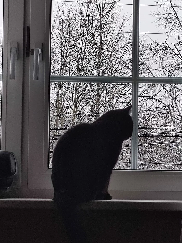 Winter morning - My, cat, Black cat, Winter, Morning, Windowsill, Silhouette