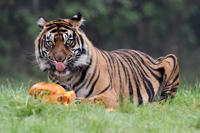 Mmm... Delicious! - Tiger, Pumpkin, Big cats, Cat family, Animals, Safari Park, Great Britain, The photo, Around the world