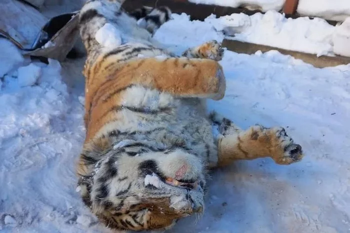 A cache with a frozen corpse of an Amur tiger was found in the Khabarovsk Territory - Amur tiger, Killing an animal, Khabarovsk region, Negative, Cache, Dead body, Tiger, Hid, Big cats, Cat family, Rare view, Predatory animals, Red Book, Wild animals, Shooting animals, Criminal case, TVNZ, Longpost
