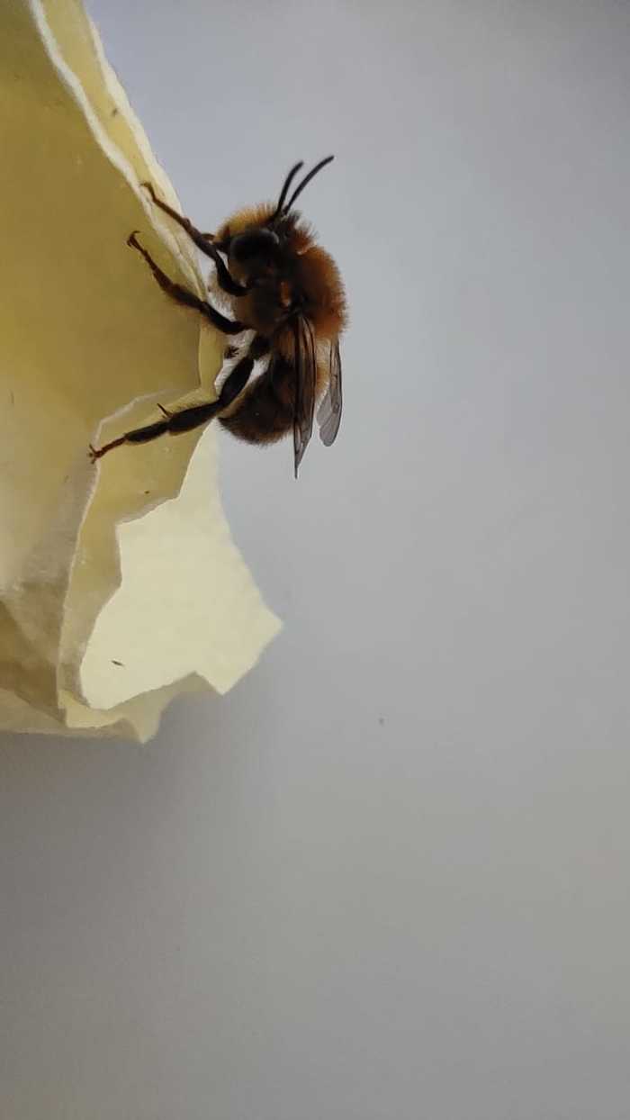 Help identify the insect Wasp/Bee? - My, Insects, Bees, Wasp, Biology, Longpost