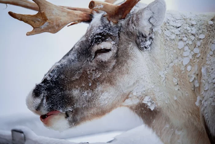 Mmmm... wow! - My, Reindeer, Arctic, Yamal, Sabetta, Winter, Snow
