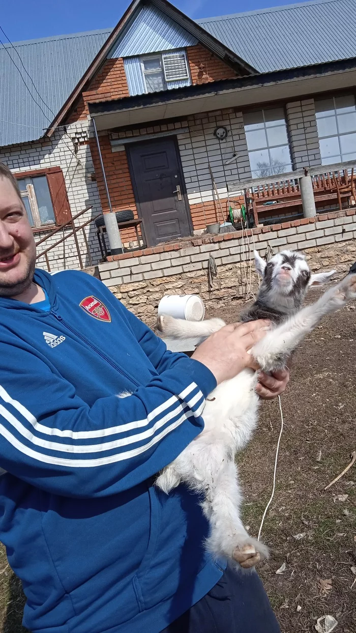 Goat in the village - Goat, Village, Longpost