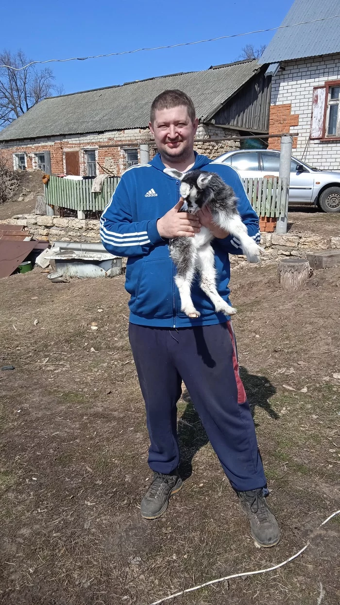 Goat in the village - Goat, Village, Longpost