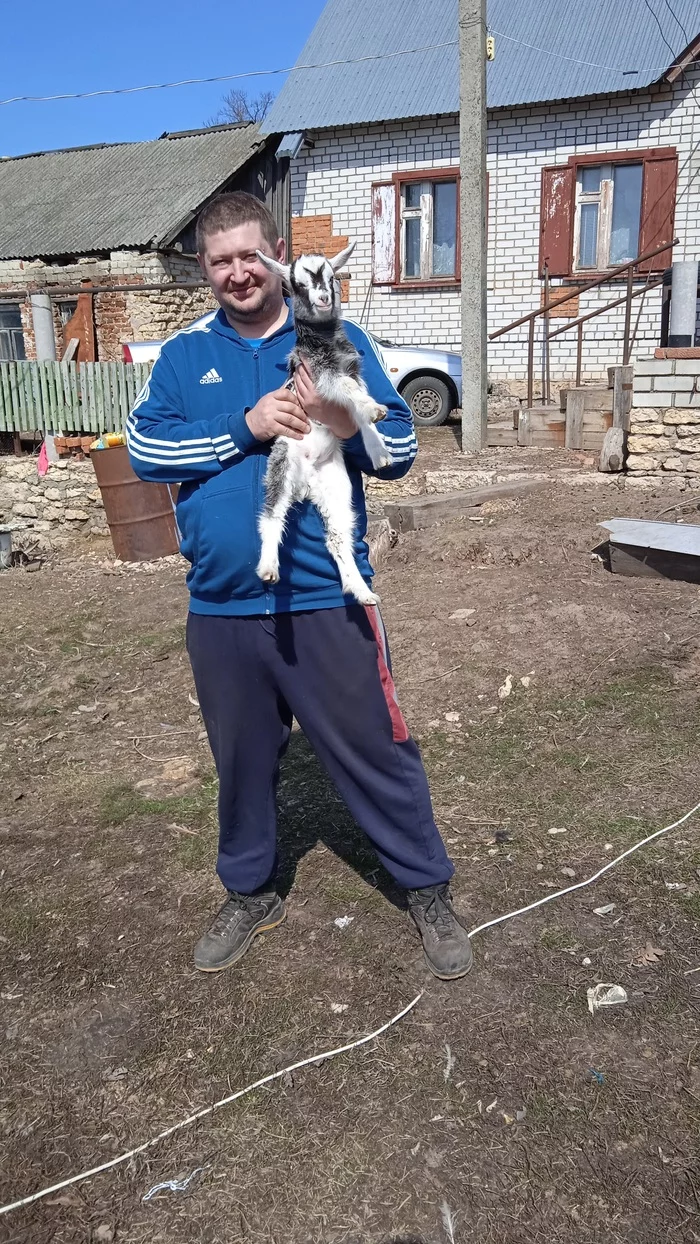 Goat in the village - Goat, Village, Longpost