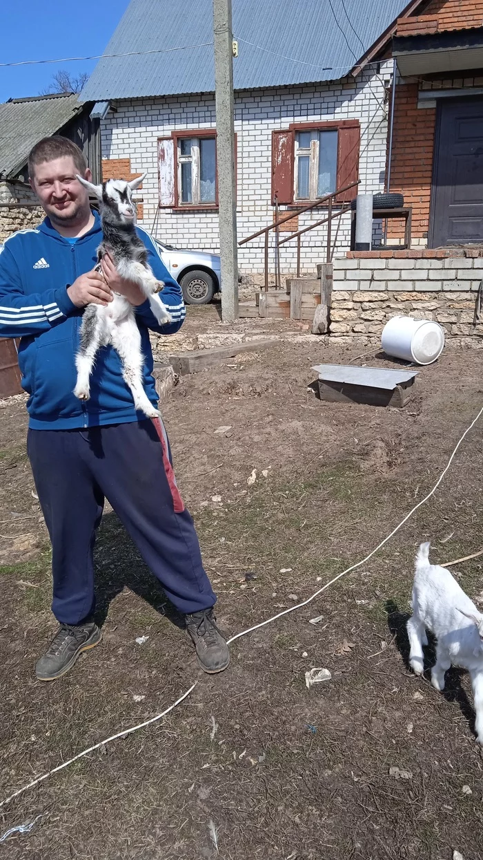 Goat in the village - Goat, Village, Longpost