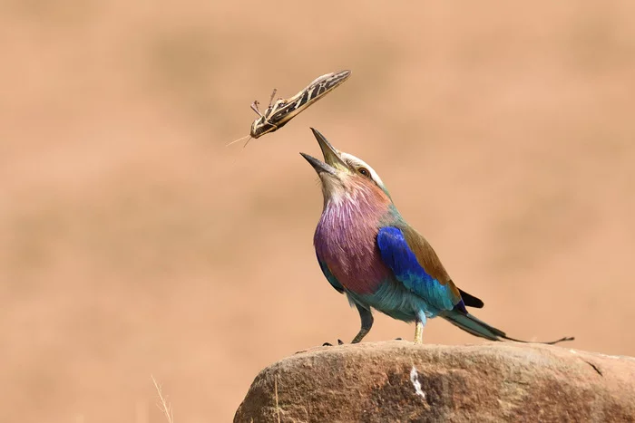 Lilac-breasted sizovork diner - Birds, Insects, Wild animals, wildlife, National park, Serengeti, Africa, The photo, Mining