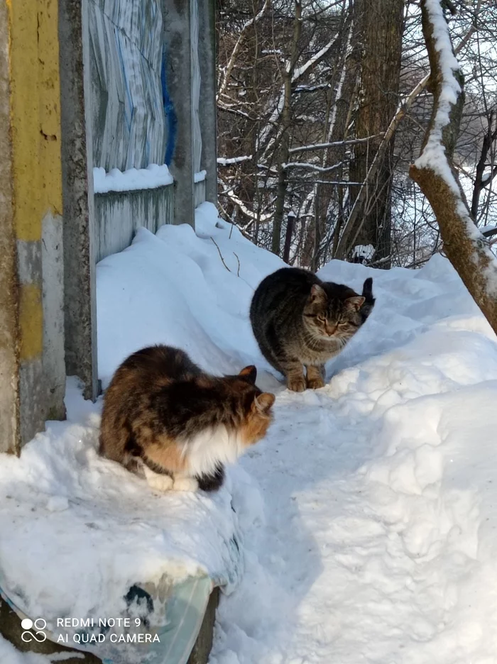 Разговор без слов - Моё, Милота, Кот