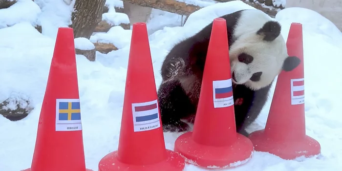 Pandas in the Moscow Zoo predicted the winners of the Winter Olympic Games - Panda, Olympiad, Moscow, Zoo, Moscow Zoo, Video, Longpost, news