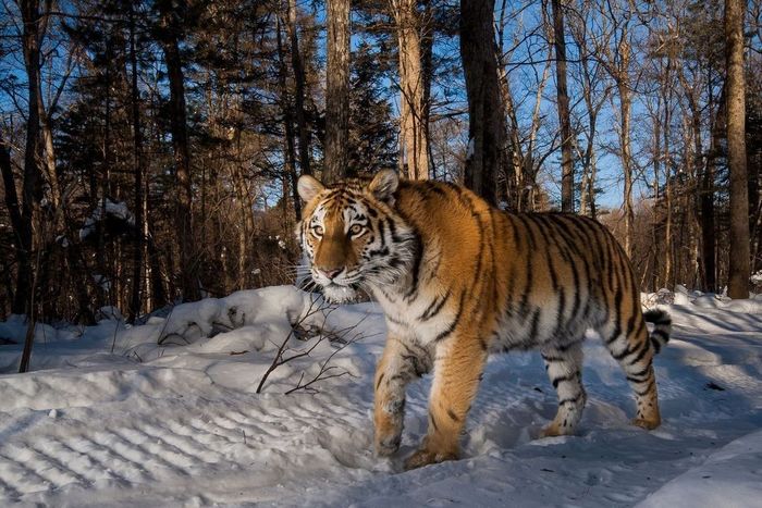 Leonardo DiCaprio drew the attention of the world community to the threat of extinction of Amur tigers - Eco-city, Politics, Media and press, Ecology, Tiger, cat, Oriental cats, Longpost, Leonardo DiCaprio