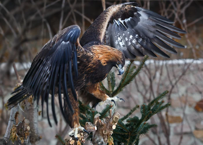Golden eagle - The photo, Golden eagle, Nature