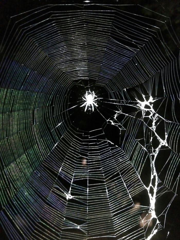 Мобильное фото