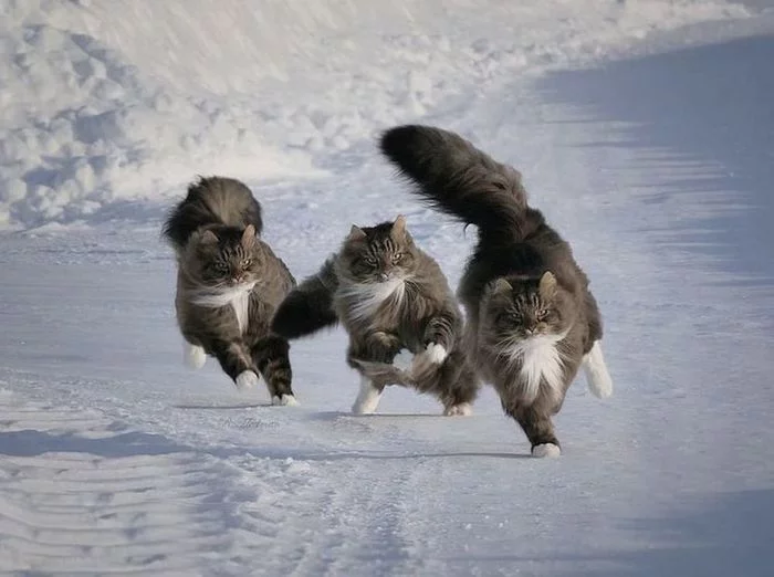 Three is racing, three is galloping... - cat, Grey, Snow, Winter, Run, Pets