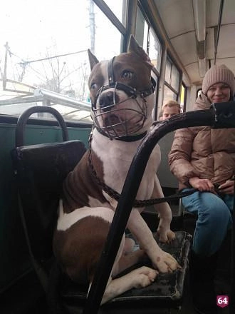 Dogs on public transport - My, Dog, Public transport, Pets, Society, Behavior rules, A life