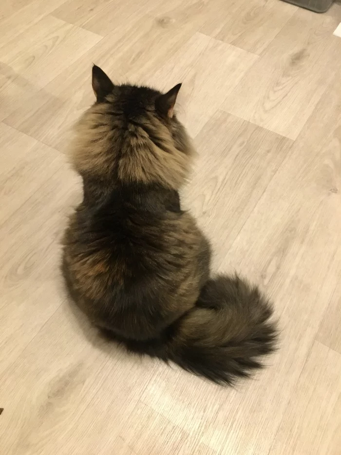 I sit unobtrusively in the middle of the kitchen - My, cat, Is sitting