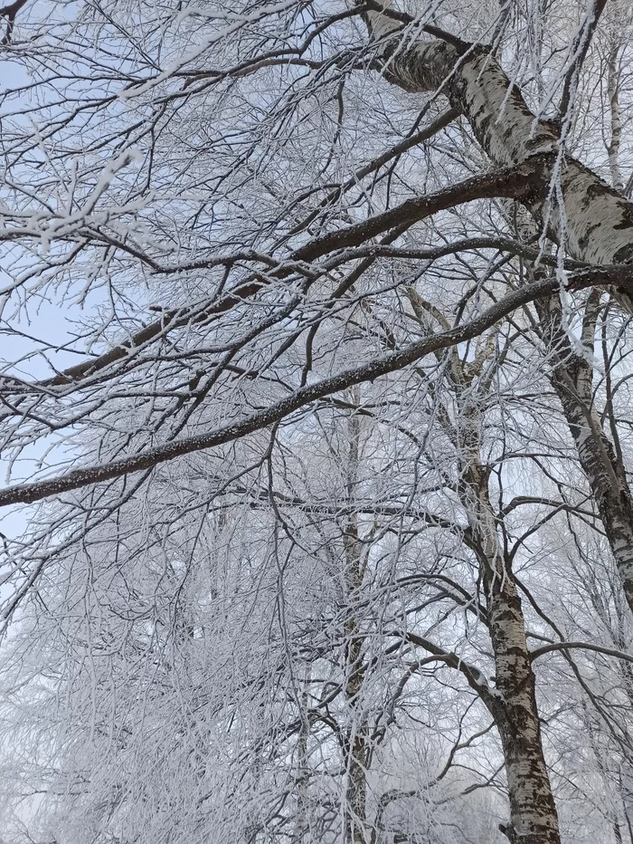 Sprinkles branches with new silver - My, The photo, Mobile photography, Birch, Snow