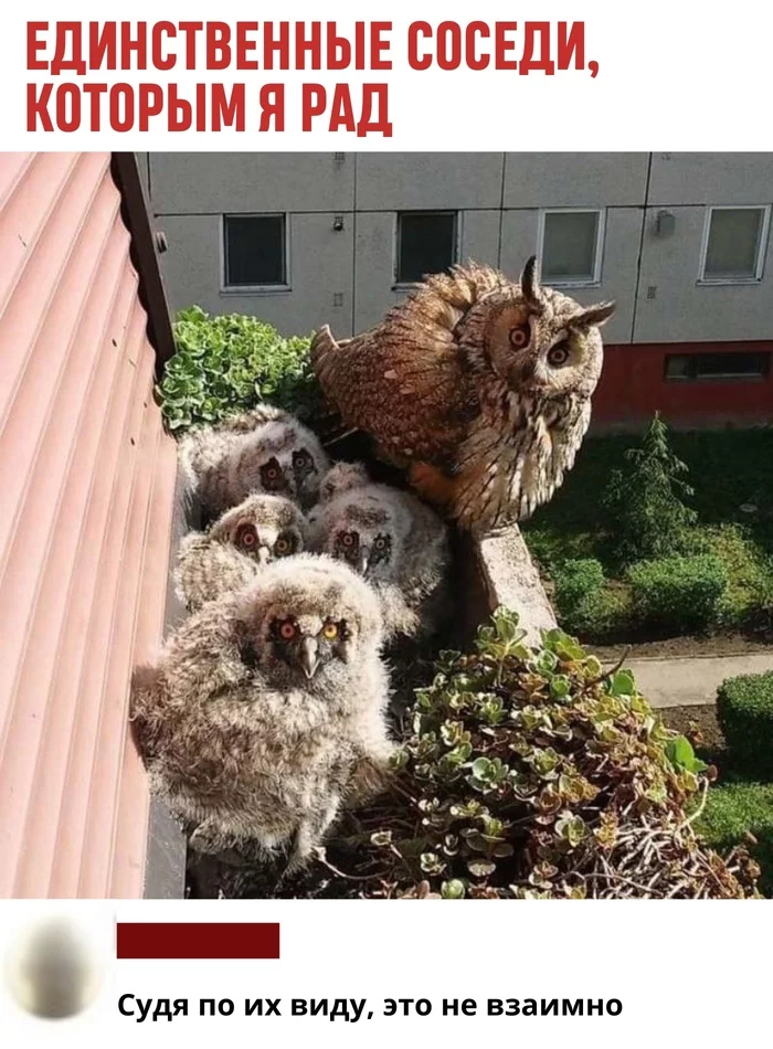 What else do you need, dog? - Owl, Owl, Birds, Neighbours, Screenshot, The photo, Chick, wildlife, Who are you, Nest, Animals