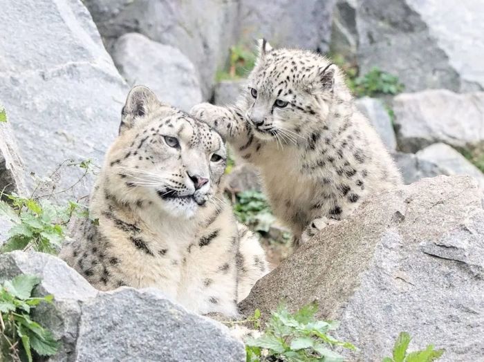 Mom... Can I go for a walk? - Snow Leopard, Big cats, Leipzig, Germany, Zoo, Positive, Rare view, Red Book, Longpost, Cat family, Wild animals, Predatory animals, Kittens, Fluffy, Barsik