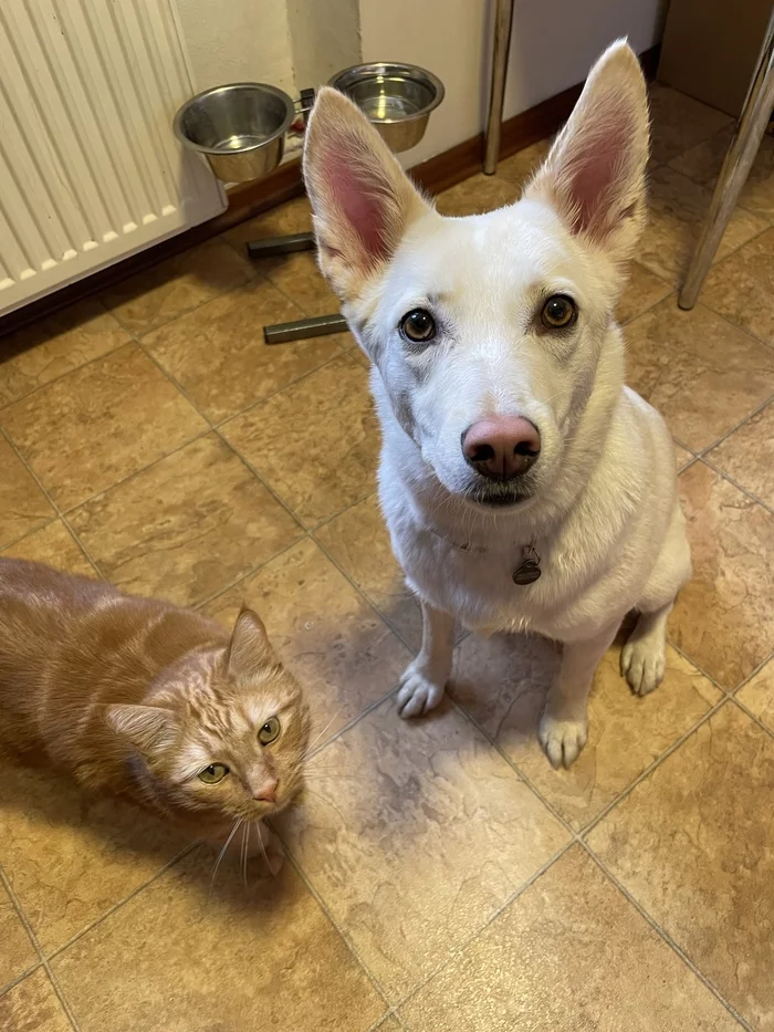 And what do you eat?... - My, Cats and dogs together, Pets, cat, Redheads, Dog, Cur