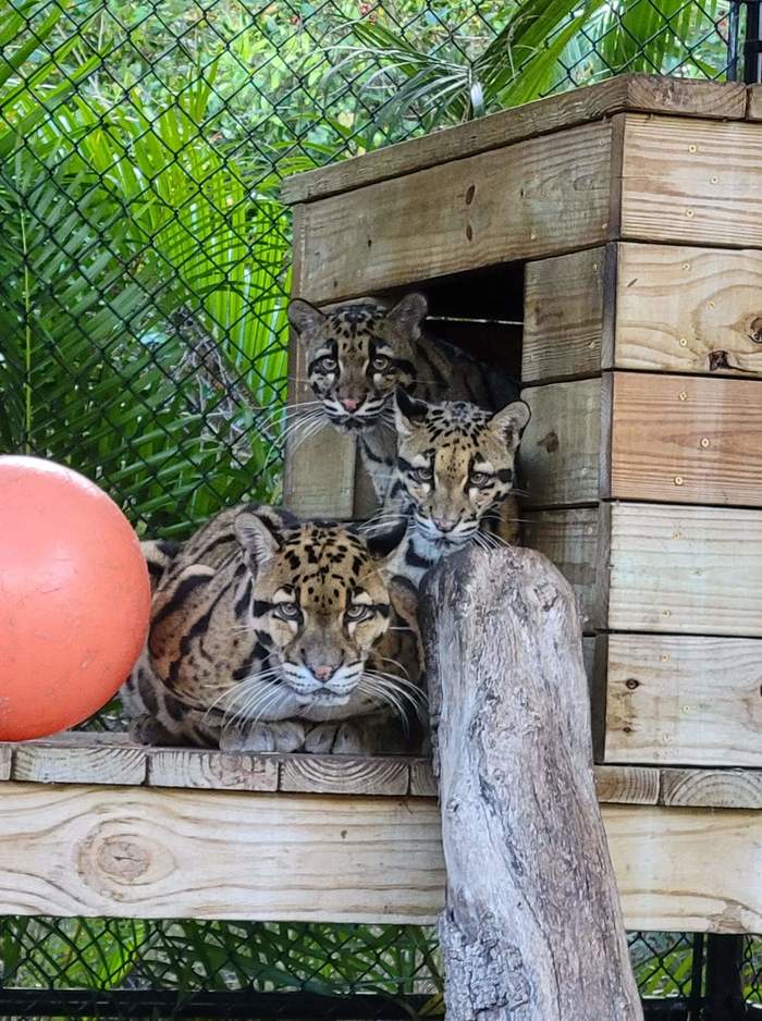 Трое из ларца... - Большие кошки, Семейство кошачьих, Хищные животные, Дикие животные, Дымчатый леопард, Флорида, США